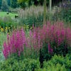 Katzenwedel (Lythrum salicaria 'Morden Pink')