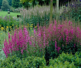 Katzenwedel (Lythrum salicaria 'Morden Pink')