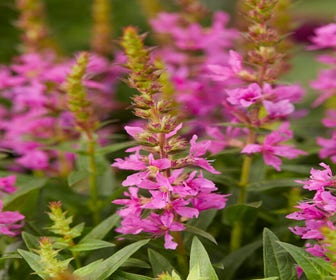 Katzenwedel (Lythrum salicaria 'Robin')