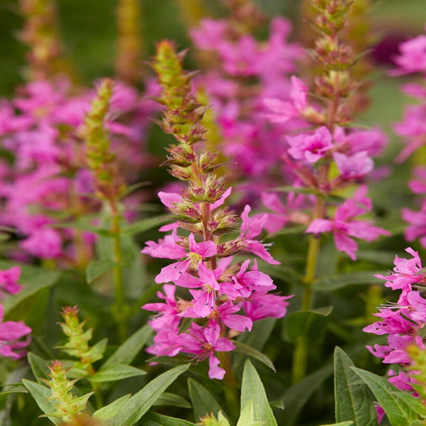 Katzenwedel (Lythrum salicaria 'Robin')