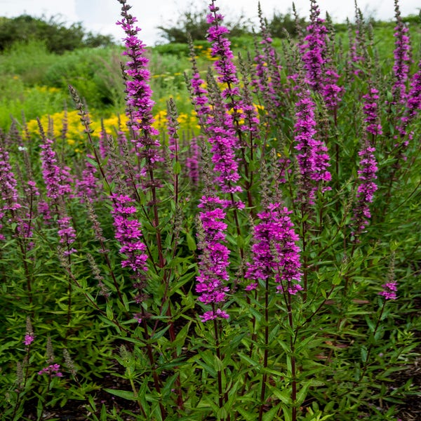 Katzenwedel (Lythrum salicaria 'Stichflamme')