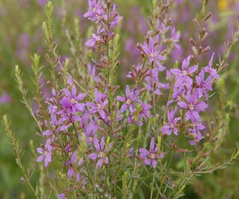 Katzenwedel (Lythrum salicaria 'Swirl')