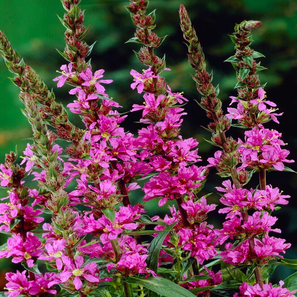 Katzenwedel (Lythrum salicaria 'The Beacon')