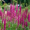Katzenwedel (Lythrum salicaria 'Zigeunerblut')