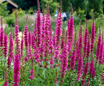 Katzenwedel (Lythrum salicaria 'Zigeunerblut')