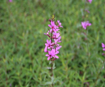 Katzenwedel (Lythrum virgatum 'Dropmore Purple')