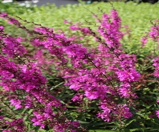 Katzenwedel (Lythrum virgatum 'Rose Queen')