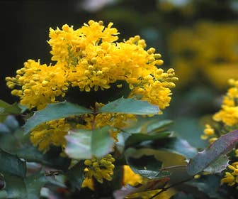 Mahonie-Strauch (Mahonia aquifolium 'Apollo')