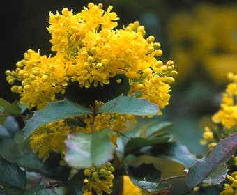 Mahonie-Strauch (Mahonia aquifolium 'Apollo')