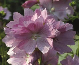 Fünfblättriges Käsekraut (Malva alcea 'Fastigiata')