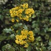 Mahonie-Strauch (Mahonia aquifolium)