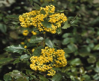 Mahonie-Strauch (Mahonia aquifolium)