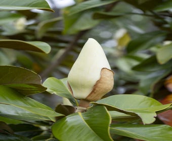 Immergrüne Magnolie als Baum (Magnolia grandiflora 'Gallissoniere')