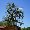 Immergrüne Magnolie als Spalierbaum (Magnolia grandiflora 'Gallissoniere') EXTRA GÜNSTIG
