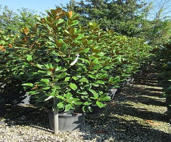 Immergrüne Magnolie (Magnolia grandiflora 'Kay Parris')