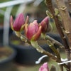 Magnolia als Baum (Magnolia 'Heaven Scent')
