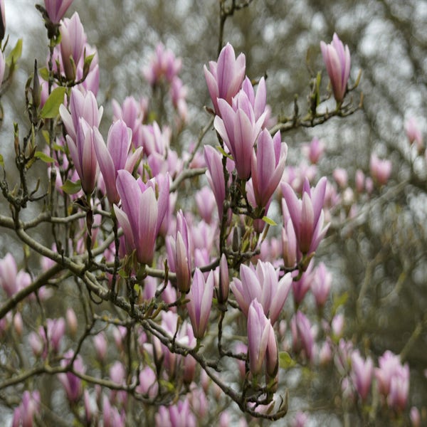 Magnolia als Baum (Magnolia 'Heaven Scent')