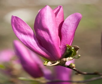 Biberbaum als Strauch (Magnolia Susan)
