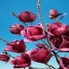 Biberbaum (Magnolia 'Genie')