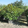 Immergrüne Magnolie (Magnolia grandiflora 'Goliath')
