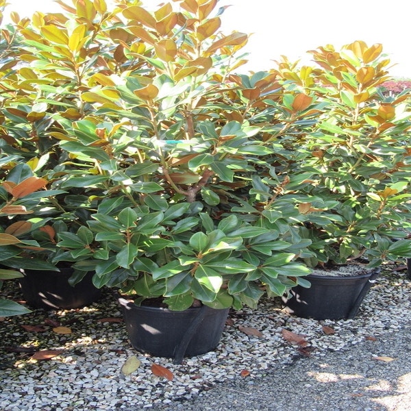 Immergrüne Magnolie (Magnolia grandiflora 'Goliath')