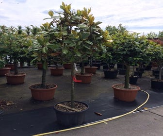 Immergrüne Magnolie auf Stamm (Magnolia grandiflora 'Gallissoniere')