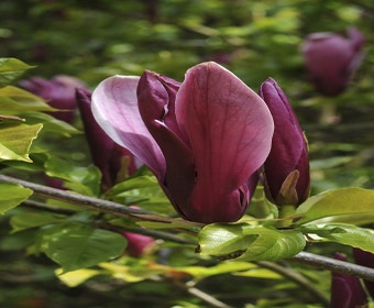 Biberbaum (Magnolia liliiflora 'Nigra')