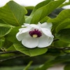 Biberbaum (Magnolia sieboldii)