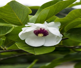 Biberbaum (Magnolia sieboldii)