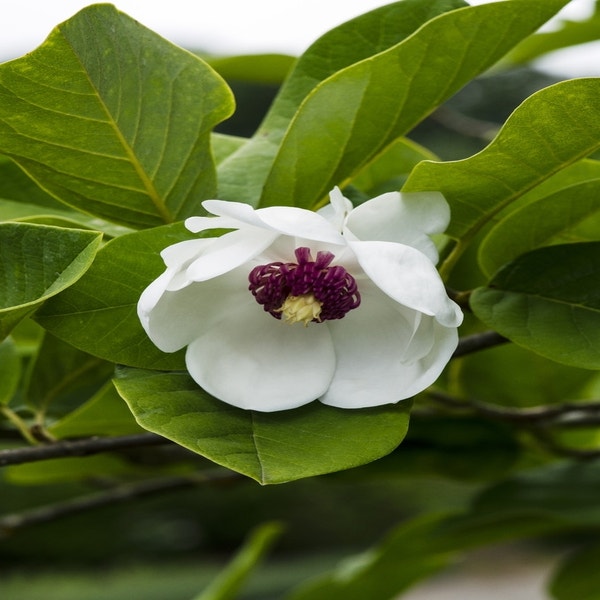 Biberbaum (Magnolia sieboldii)