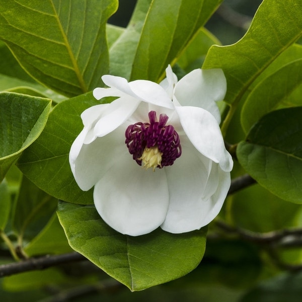 Biberbaum (Magnolia sieboldii)