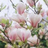 Beberbaum als Strauch (Magnolia soulangeana)