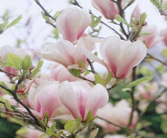 Beberbaum als Strauch (Magnolia soulangeana)