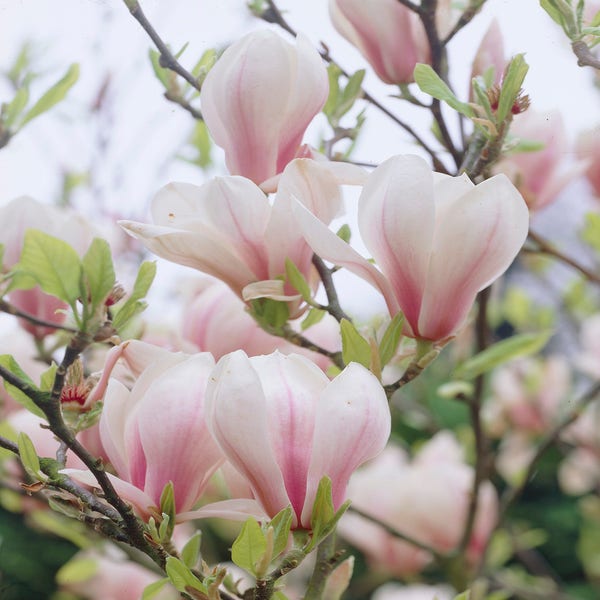Magnolia soulangeana (Beverboom)