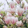 Tulpenbaum auf Stamm (Magnolia soulangeana)