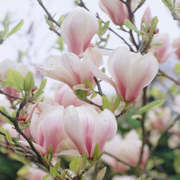 Beverboom (Magnolia soulangeana)