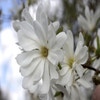 Sternmagnolie als Strauch (Magnolia stellata 'Royal Star')