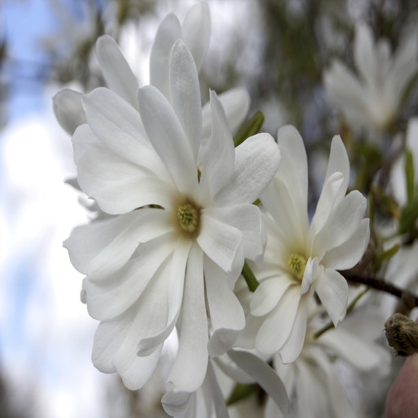Magnolia stellata 'Royal Star'