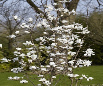 Biberbaum als Strauch (Magnolia loebneri 'Merrill')