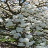 Biberbaum (Magnolia denudata)