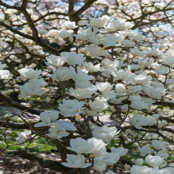 Biberbaum (Magnolia denudata)