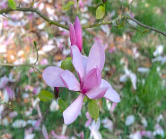 Biberbaum (Magnolia 'Galaxy')
