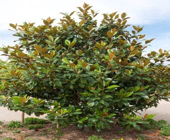 Immergrüne Magnolie (Magnolia grandiflora 'Gallissoniere')