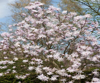 Rosa Sternmagnolie (Magnolia stellata 'Rosea')