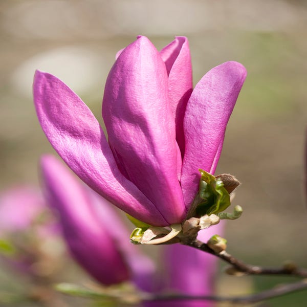 Bibernellbaum auf Stamm (Magnolia 'Susan')