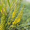Chinesische Mahonie Strauch (Mahonia eurybracteata 'Soft Caress')