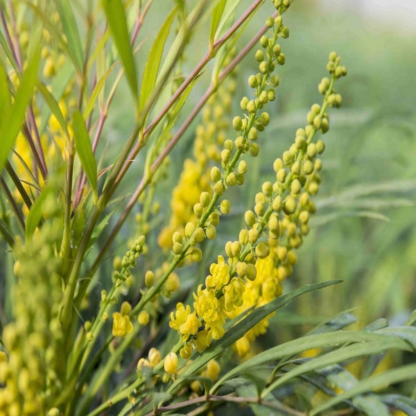 Chinesische Mahonie Strauch (Mahonia eurybracteata 'Soft Caress')