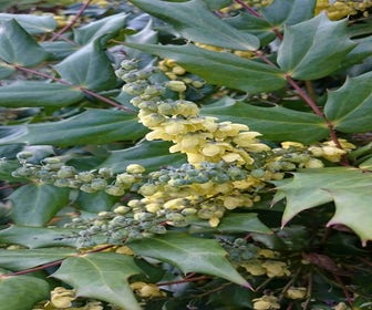 Mahonienstrauch (Mahonia japonica)