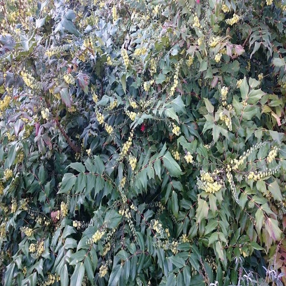 Mahonienstrauch (Mahonia japonica)