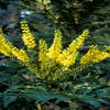 Mahonie-Strauch (Mahonia media 'Winter Sun')
